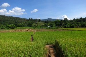 Farmland Northern Thailand
