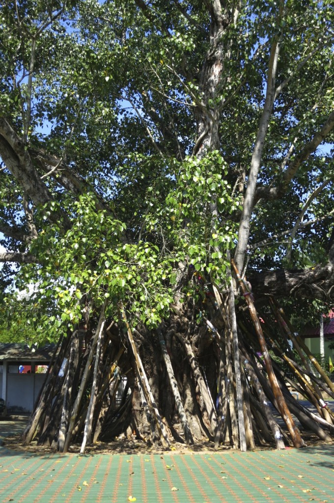 Bodhi tree at village temple