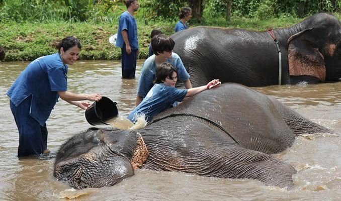 Elephants May 31