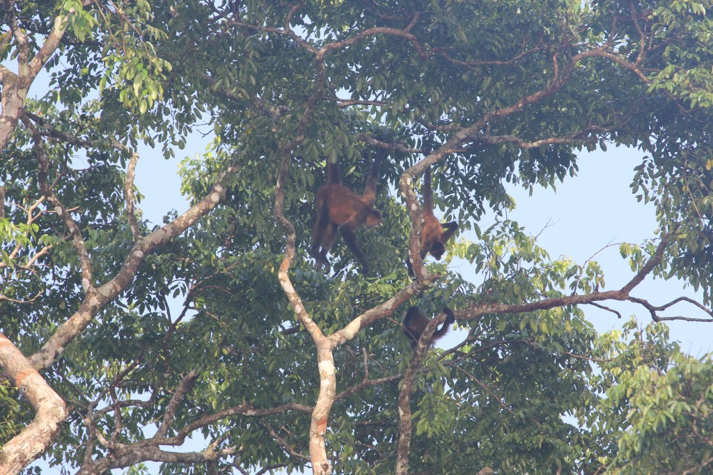 Howler monkeys in Tortuguero