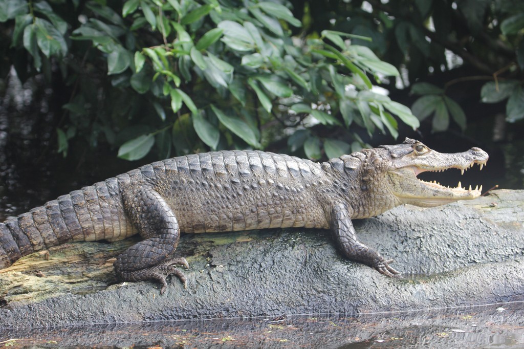 Caiman in Tortuguero