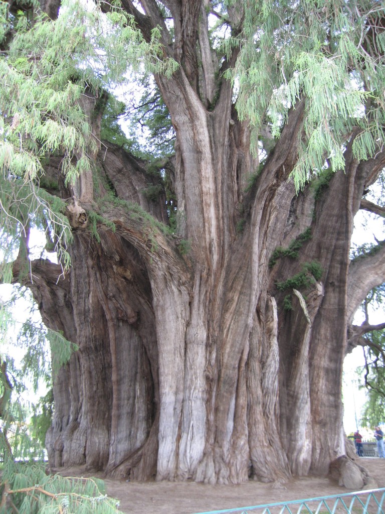 El Tule Tree (1200-3000 years old)  Mitla, Oaxaca 